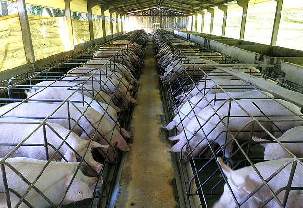 Animais confinados - porcas em celas de gestao