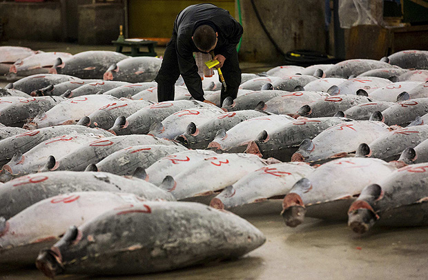 Comprador checa a qualidade de atum congelado exposto em leilo em Tquio (Japo)