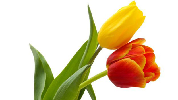 A "bolha das tulipas" na Holanda  considerada a primeira da histria | Foto: Getty Images 