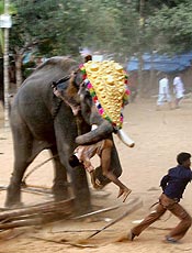 Elefante mata treinador e fere outras 18 pessoas na ndia