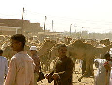 Mercado de camelos resiste a transformações