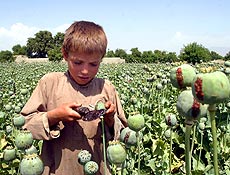 Garoto afegão retira resina de papoula;