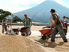 Texto: Cafeicultores na Guatemala: Workers haul dry coffee beans on the property Santa Barbara in Alotengango, Guatemala, 60 kilometers (105 miles) south of the capital Guatemala City Wednesday, Jan. 24, 2001. Coffee is the main export for Guatemala and the coffee growers are waiting for an increase in the international prices for this year. (AP Photo/Moises Castillo)