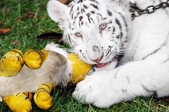 Macho de quatro meses, tigre-de-bengala branco se divertiu com boneco presenteado pelos tratadores