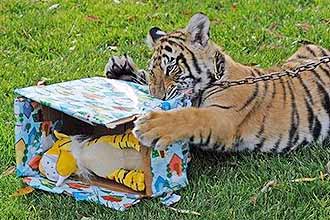 Para comemora o Natal, filhote de tigre-de-bengala de cinco meses ganhou presente no parque Six Flags Discovery Kingdom, nos EUA