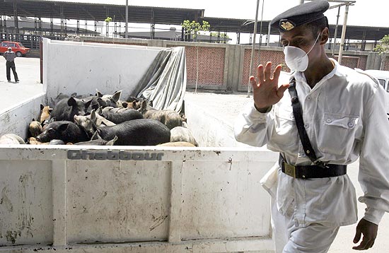 Policial egpcio separa porcos que sero abatidos no prximo sbado (2) na tentativa de combater vrus