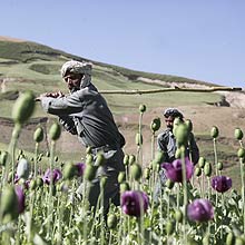 Policiais afegãos destroem plantação ilegal de papoula na Província de Badakhshan