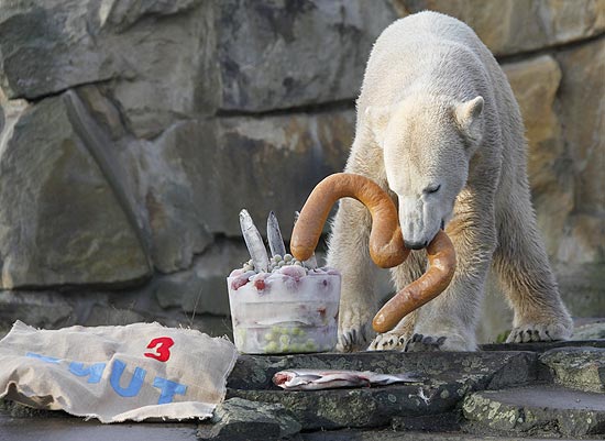 Urso polar mais famoso do mundo come po em formato do nmero trs em seu aniversrio no zoo de Berlim 