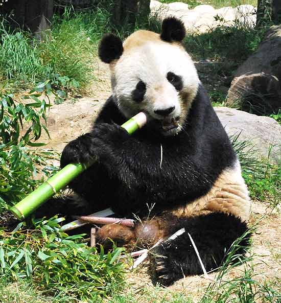 O panda gigante Kou Kou --ou Xing Xing-- no resistiu a anestesia para retirada de smen