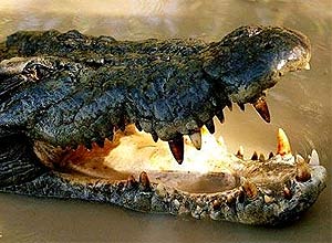Um crocodilo foi responsvel pela queda de aeronave na Repblica Democrtica do Congo que matou 20 pessoas