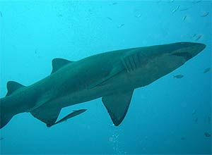 Uma das razes para explicar velocidade do tubaro-mako pode ser as escamas, parecidas com dentes incrustados na pele