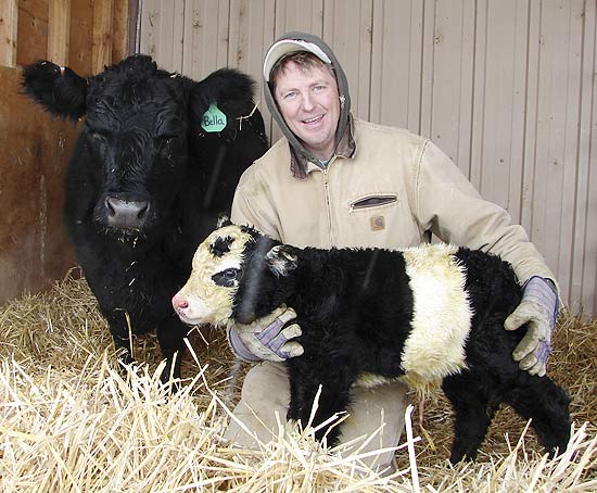 O fazendeiro Chris Jessen mostra sua nova "vaca panda", chamada de Ben, horas após o nascimento do filhote