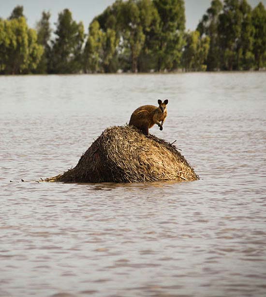 Marsupial fica ilhado durante enchente na cidade australiana de Dalby, no Estado de Queensland