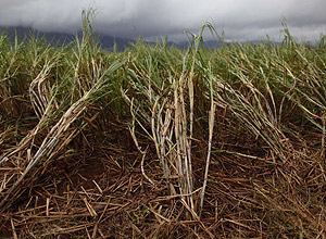 Plantao de cana-de-acar danificada pela passagem do ciclone Yasi, que atingiu a Austrlia com ventos de 300 km/h