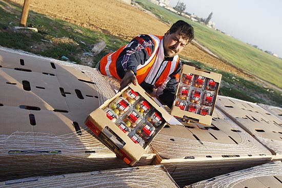 Palestino inspeciona caminho com tomates exportados de Gaza  Europa, em concesso de Israel