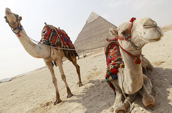 Camelos, um dos animais mais conhecidos do mundo árabe descansam perto das pirâmides de Giza, no Egito