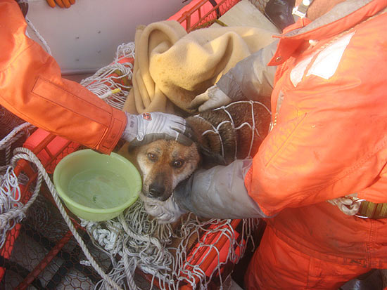 Cachorro sobreviveu em uma casa arrastada para o mar há três semanas pelo tsunami devastador que atingiu o Japão