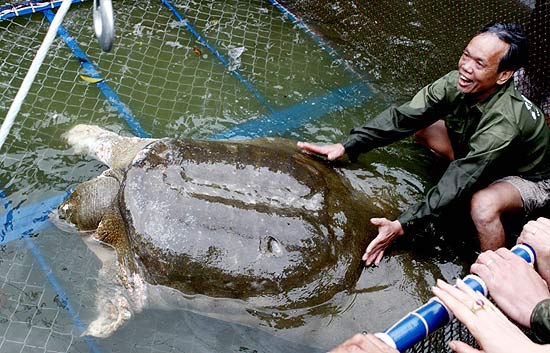Tartaruga gigante que é considerada "símbolo sagrado" é levada para tratamento médico no Vietnã