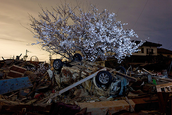 Cerejeira floresce em Natori, em meio aos escombros deixados pelo terremoto e tsunami do dia 11 de maro