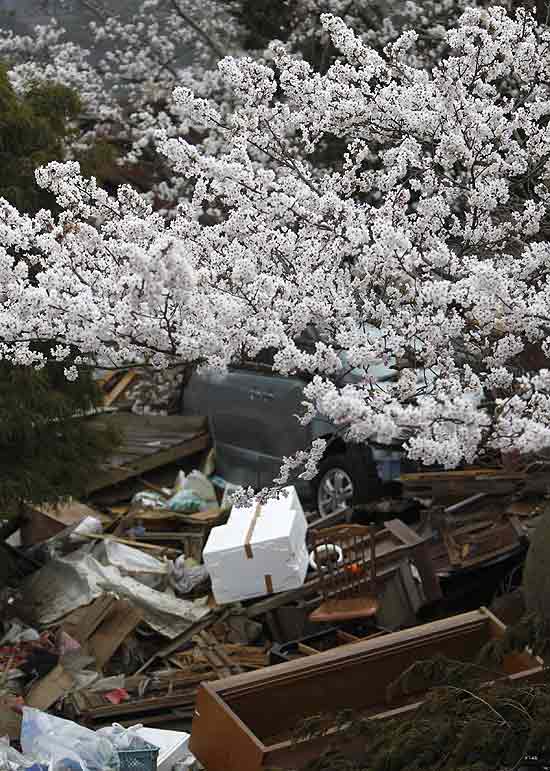 Cerejeira floresce em Ishinomaki, rea devastada por terremoto e tsunami; crise nuclear deve se arrastar por meses