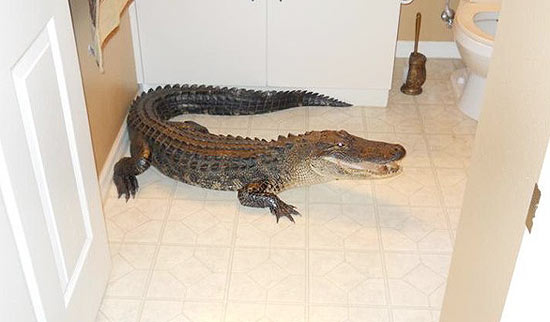 Alexis Dunbar disse ter encontrado o animal de dois metros ao abrir a porta do banheiro depois de escutar rudos estranhos