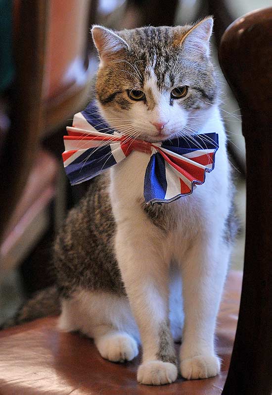 Gato Larry, o felino oficial da 10 Downing Street, veste gravata borboleta com as cores da bandeira britnica