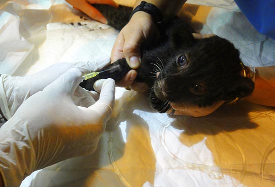 Filhote de pantera negra sendo tratado por veterinários; passageiro de 1ª classe é pego na Tailândia