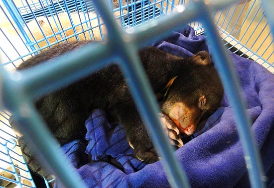 Filhote de urso dorme em jaula após apreensão de três filhotes na Tailândia
