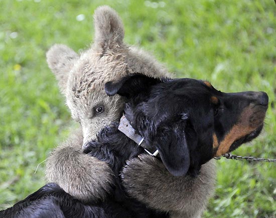 Urso, que ganhou o nome de Medo, j brinca com o cachorro da famlia Logar; ele deve ser levado a um abrigo