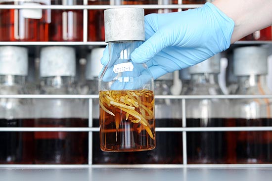 Funcionário de laboratório de química de Stuttgart examina se brotos de feijão têm bactéria E.coli