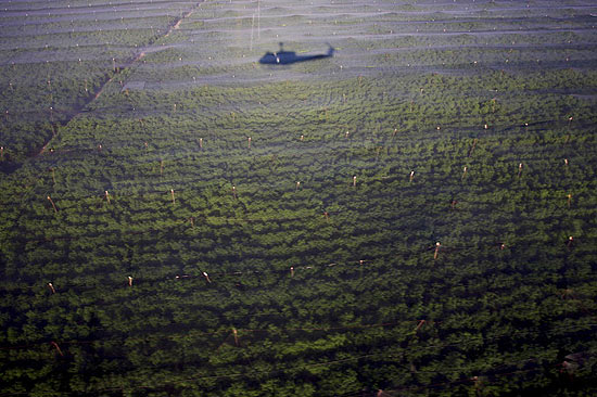 Helicóptero militar sobrevoa plantação de maconha de 120 hectares, a maior já encontrada na história do México