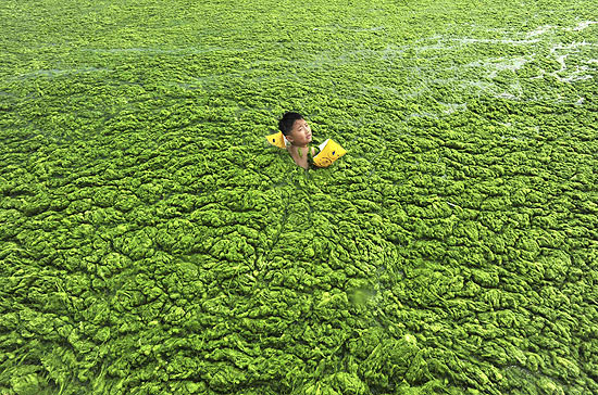 Menino nada com boias em meio  camada de alga que cobriu o mar da mais popular praia de Qingdao