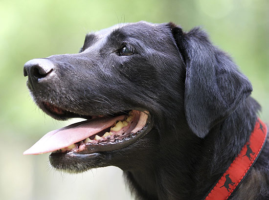 Red, 12, cachorra da raa labrador que atuou no resgate s vtimas do 11/9