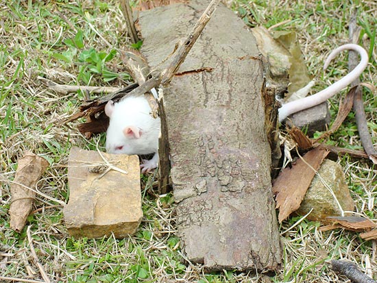 Projeto treina ratos de laboratrio para encontrar minas terrestres, enterradas em mais de 70% do territrio do pas 