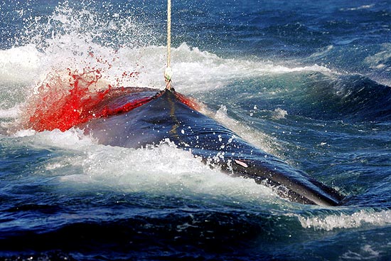 Imagem de arquivo de 2005 mostra baleia sendo capturada com anzol de embarcação japonesa