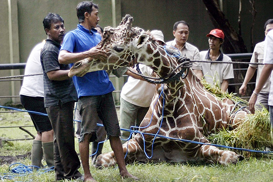 Girafa morre em zoológico após comer 20 kg de plástico na Indonésia 