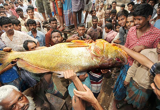 Multidão se reúne em torno de raro peixe "golden snapper" no mercado de Chittagong, em Bangladesh, no início deste mês