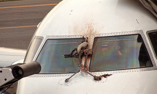 O avião da JetBlue que fez um pouso forçado após atingir dois gansos durante a decolagem