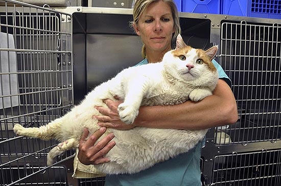 Gato Meow, que chegou a pesar 18 quilos, morre nos EUA por complicações devido à obesidade