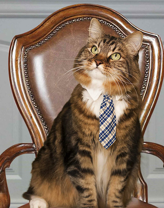 Gato Hank, "candidato" a vaga no Senado dos EUA nas eleições de novembro