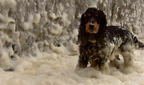 Cachorro fica coberto de espuma após temporais formados com água do mar na Escócia
