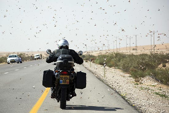 Nuvem de gafanhotos envolve um motociclista no deserto de Neguev, no sul de Israel