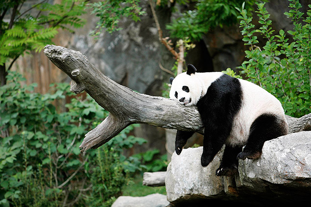 A panda gigante Mei Xiang cochila em sua jaula, no zoolgico de Washington