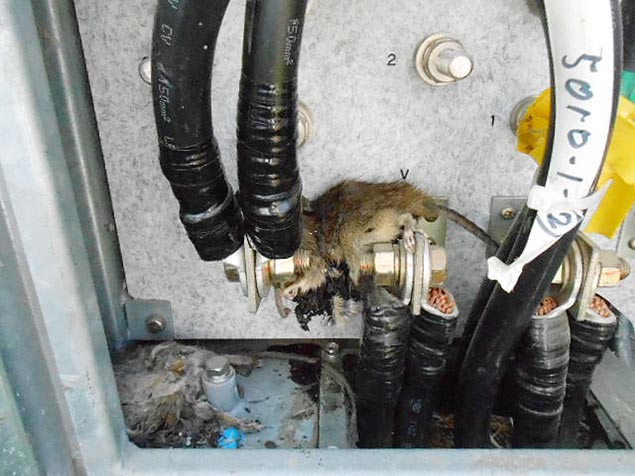 Ratos mortos foram encontrados ao lado do transformador de um dos reatores da usina de Fukushima, no Japão, que foi desligada