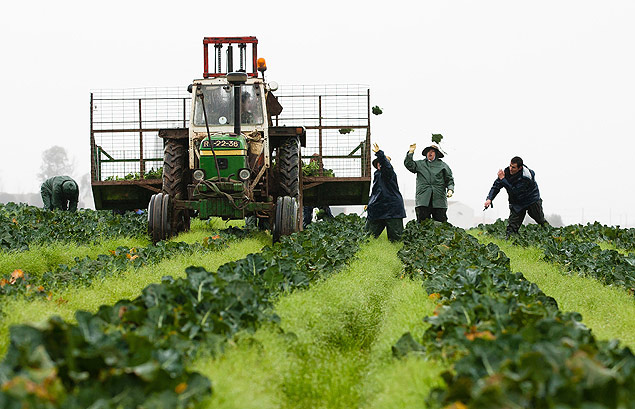 Agricultores colhem brcolis numa plantao em Alpiara, na regio central de Portugal