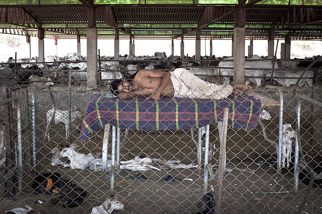Em Barsana, trabalhador indiano monta cama em meio a gado para inibir criminosos
