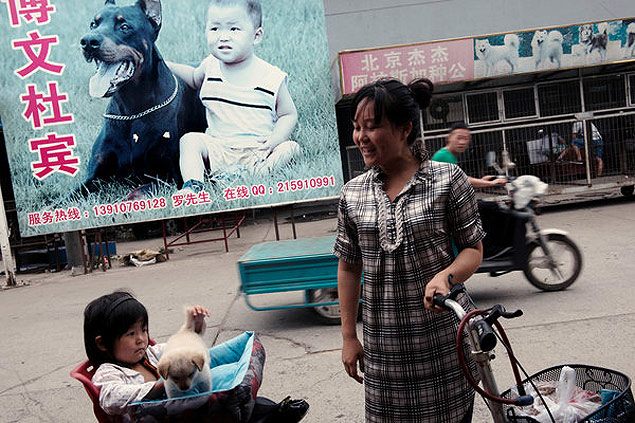 Mulher compra filhote de co para a filha em Pequim; ativistas dizem que cachorros grandes no so necessariamente perigosos