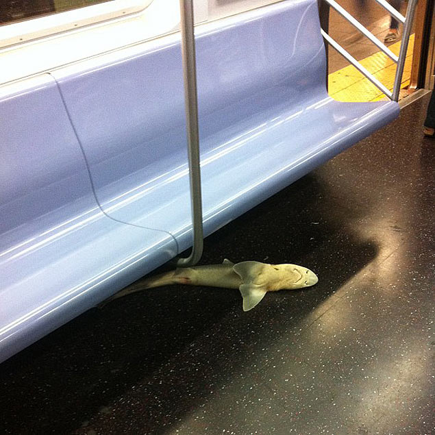 Tubaro aparece em vago de trem do metr de Nova York no Queens, dando susto em passageiros na madrugada de quarta-feira