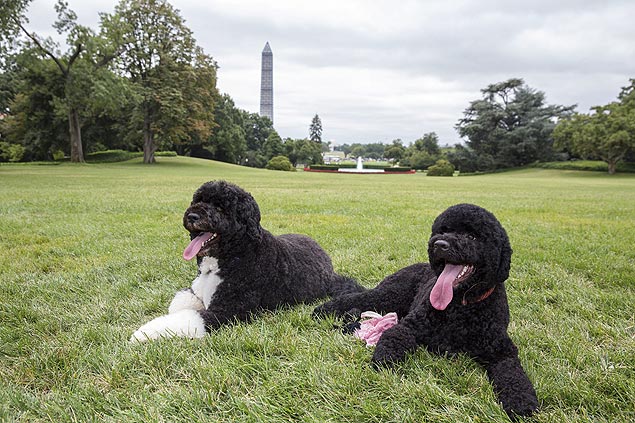 Sunny (à dir.) é a nova companheira de Bo, cachorro da família Obama que mora na Casa Branca com o presidente americano