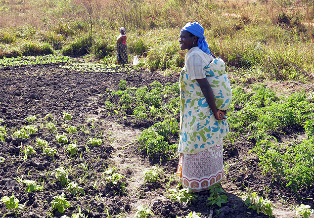 Mulheres trabalham em plantação no norte de Moçambique, área que será afetada pelo programa ProSavana